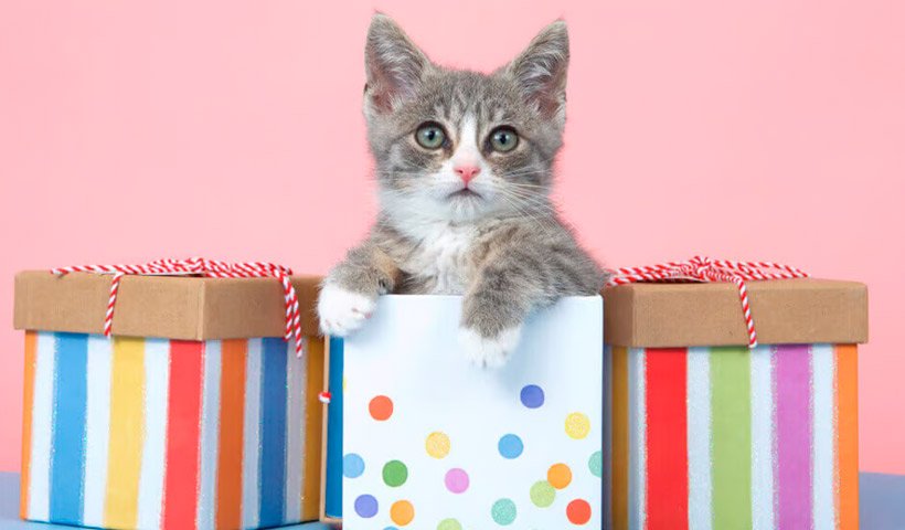 Regalos para Gatos en su cumpleaños: Sorpresas que harán ronronear de felicidad