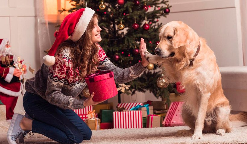 Regalos para Perros en Navidad: Sorprende a tu fiel amigo con obsequios especiales